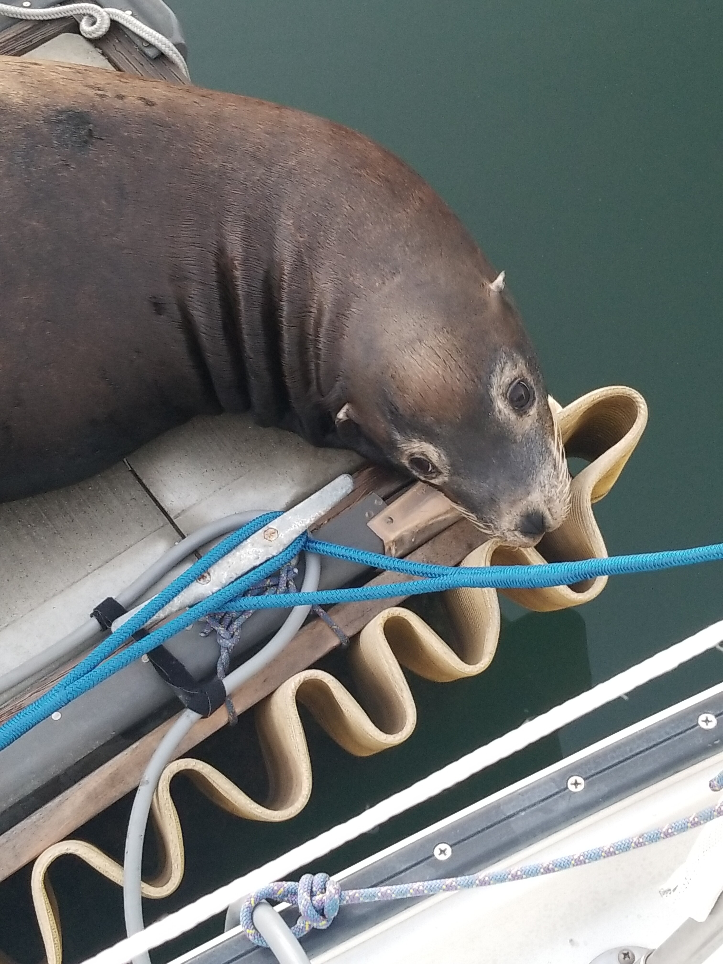 Fire hose dock fender.jpg